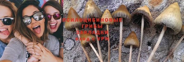 прущие грибы Майский